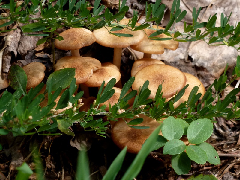 ringless-honey-mushrooms1.jpg