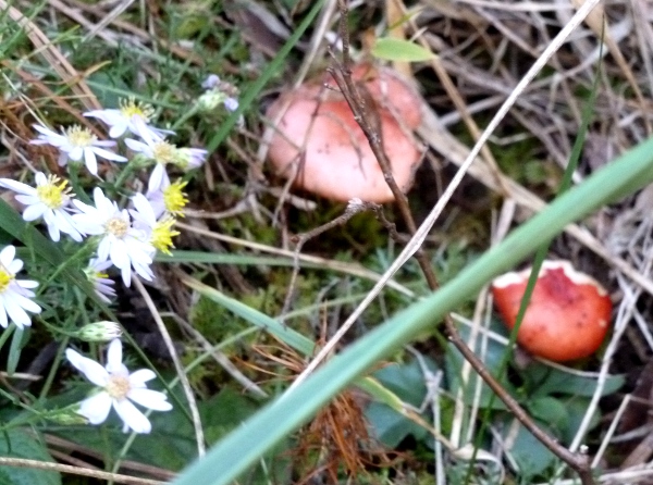 mushrooms-and-flowers1.jpg