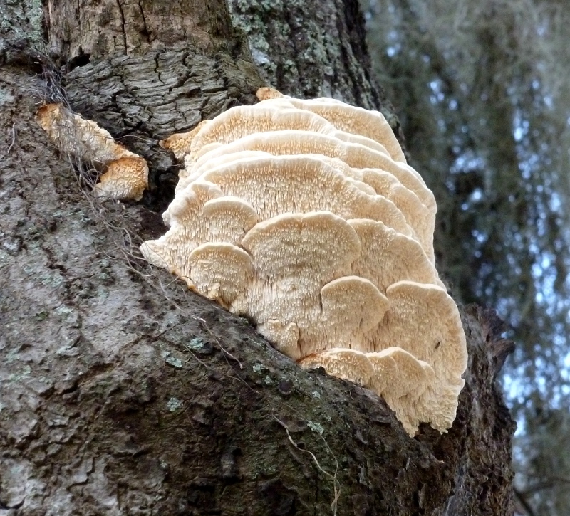 mushroom-sighting.jpg