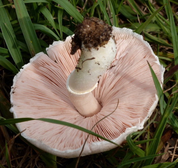 mushroom2-sm.jpg
