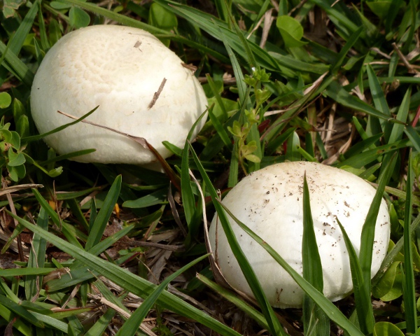 mushrooms1-sm.jpg