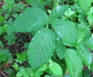 blackberry leaves with dew-jeweled leaf margins