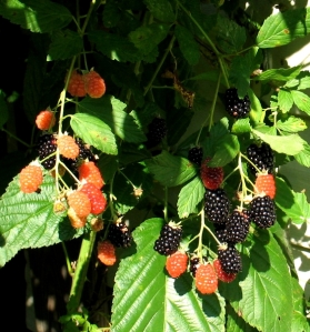 ripe and unripe blackberries