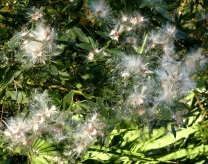 Tree with fuzzy seeds