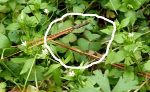 Lemony-tasting wood sorrel leaves growing in chickweed.  Click to enlarge the photo.