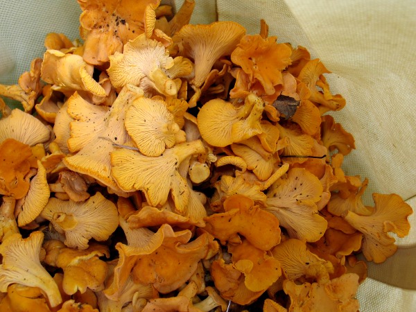 A mix of golden and smooth chanterelles