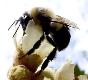 Bee on Japanese plum flower