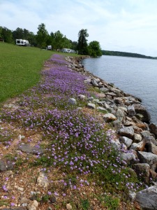 Flowers along the bank between the boat launch and the campground