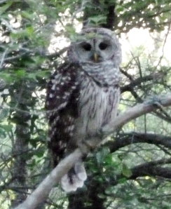This owl perched in the tree near our Casita.  He's a bit fuzzy due to my camera being at maximum zoom.