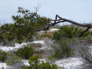 This tree on the dunes looks like it barely survived the last hurricane.