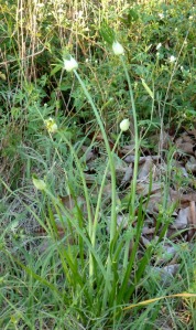 Wild onion.  Cecil calls these Egyptian Walking Onions