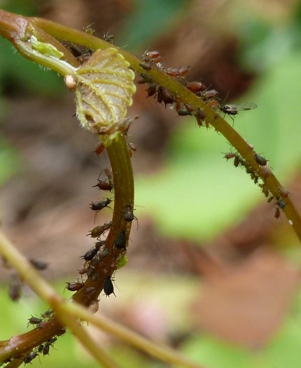 Unlike my sister Hope's photos, my aphid herding ant picture turned out fuzzy.  So you just get the aphids on a wild drape vine. :)