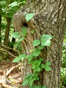 Poison ivy and tree knot hole