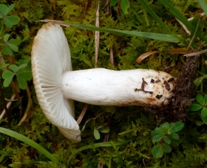 Another shot of the unidentified mushroom