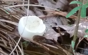 Some critter had egg for dinner.  I don't know what kind of egg it is.  The shell looks too thick for a bird egg.