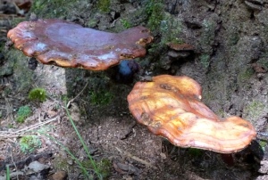 I found lots of mushrooms today, but thought that ganoderma (Reishi) would probably be the only one of general interest.
