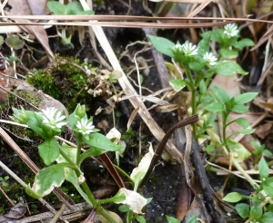 Little chickweed flowers