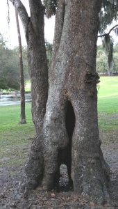 A see-through tree