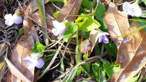 Little violets