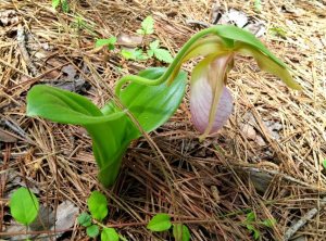 This was the first ladyslipper I found.