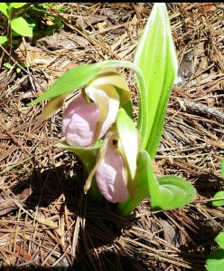 Another double ladyslipper.  In this shot you can see a little of the flower's interior.
