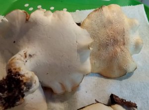 While we were at Suwannee River State Park, I found my first ever Albatrellus mushrooms. I originally identified them as sheep polypores, but discovered they do not grow this far south.  All I know is that they are both Albatrellus polypores.
